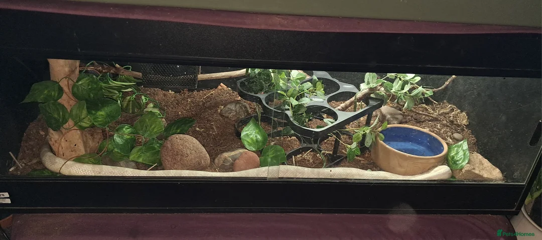 Corn Snake reptiles for sale: Stunning female corn snake, vivarium & accessories - Advert 1