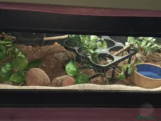 Corn Snake reptiles Stunning female corn snake, vivarium & accessories - Advert 1