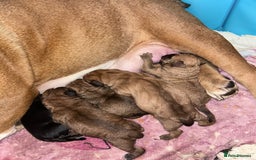 Mixed Breed dogs for sale: 5month old mixed breed  - Image 7