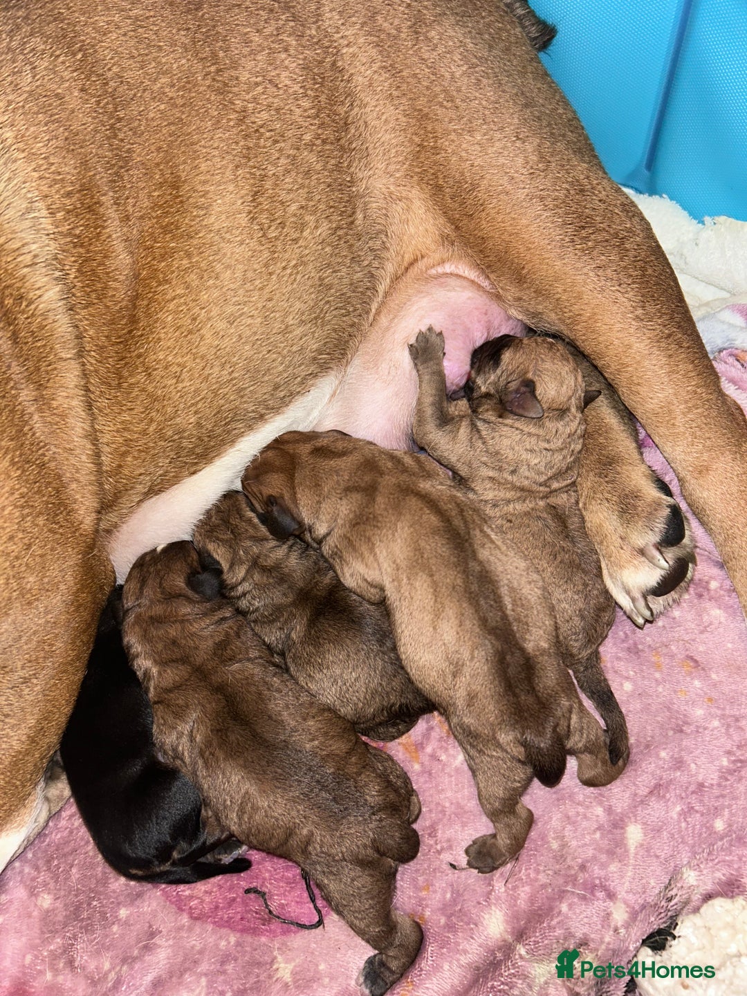 Mixed Breed dogs for sale: 5month old mixed breed  - Image 7