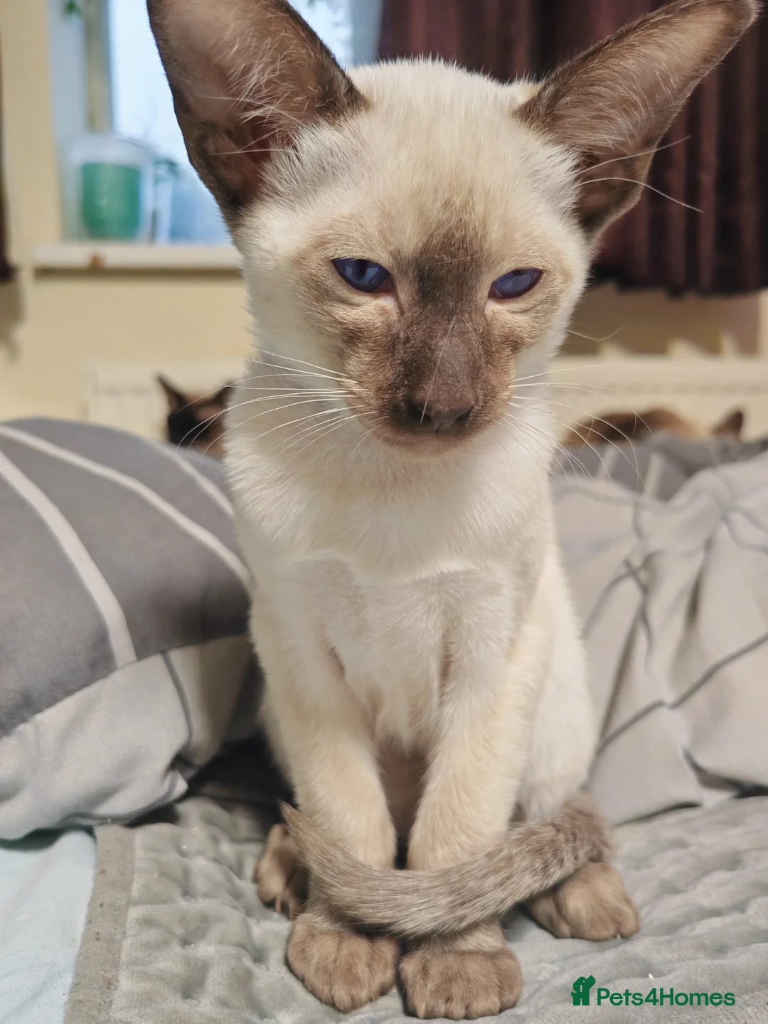 Siamese cats for sale: GCCF Siamese Kittens - Boys - Vaccinated & Chipped - Advert 7