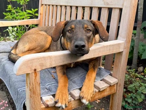 Mixed Breed dogs Sammy is waiting for a forever family - Advert 15