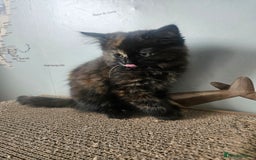 Turkish Angora cats for sale: Turkish Angora kittens - Image 4
