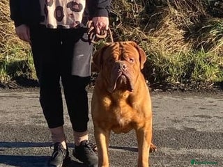 Dogue De Bordeaux dogs in Carlisle - Advert 4