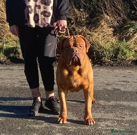 Dogue De Bordeaux dogs stud available in Carlisle - Advert 16