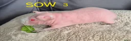 Guinea Pig rodents for sale: Skinny Pigs for Sale in Newcastle upon Tyne - Advert 5