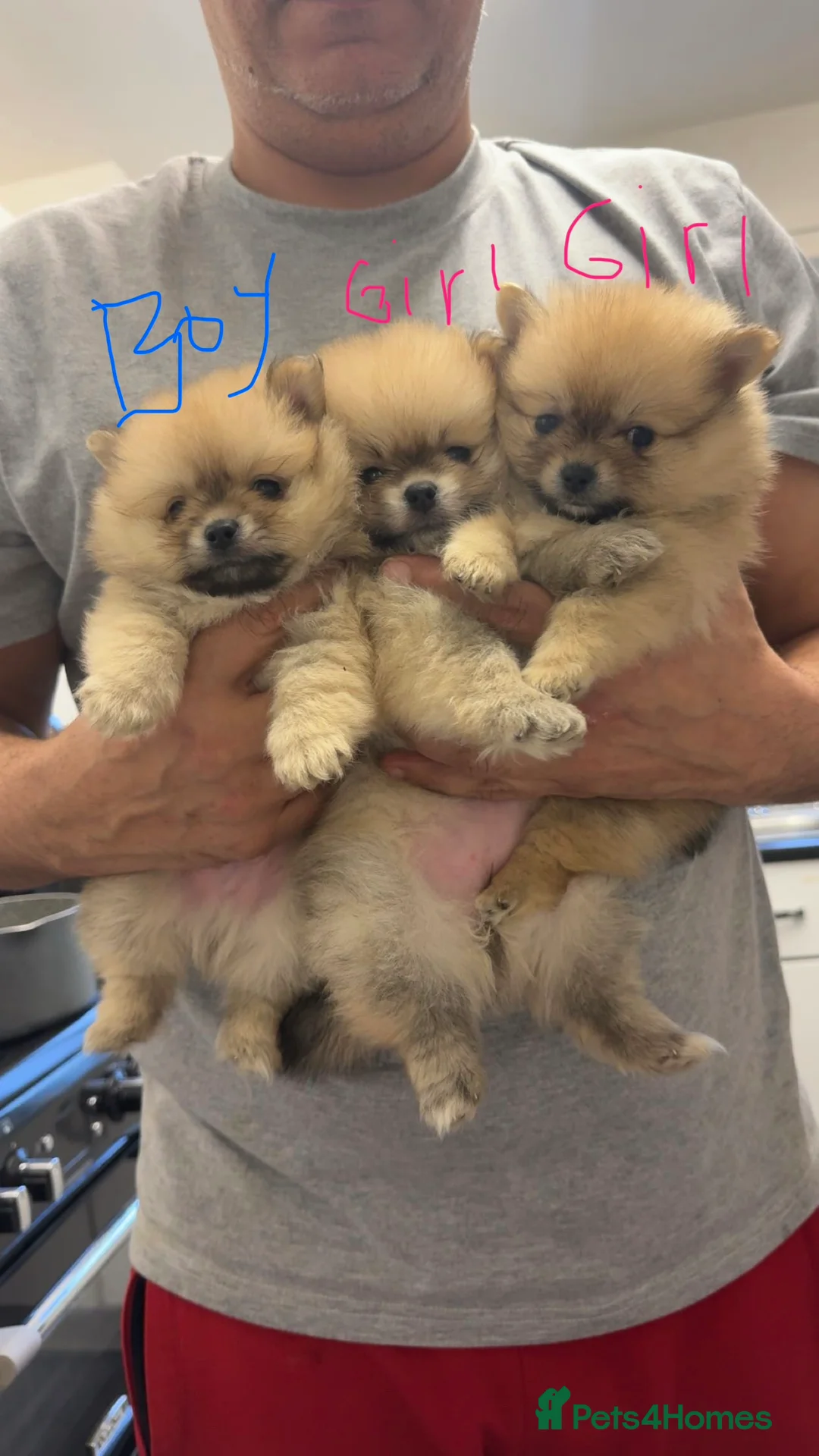 Pomeranian dogs for sale: Pomerian puppies - Advert 3