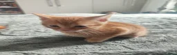 British Shorthair cats for sale: Kittens  - Advert 6