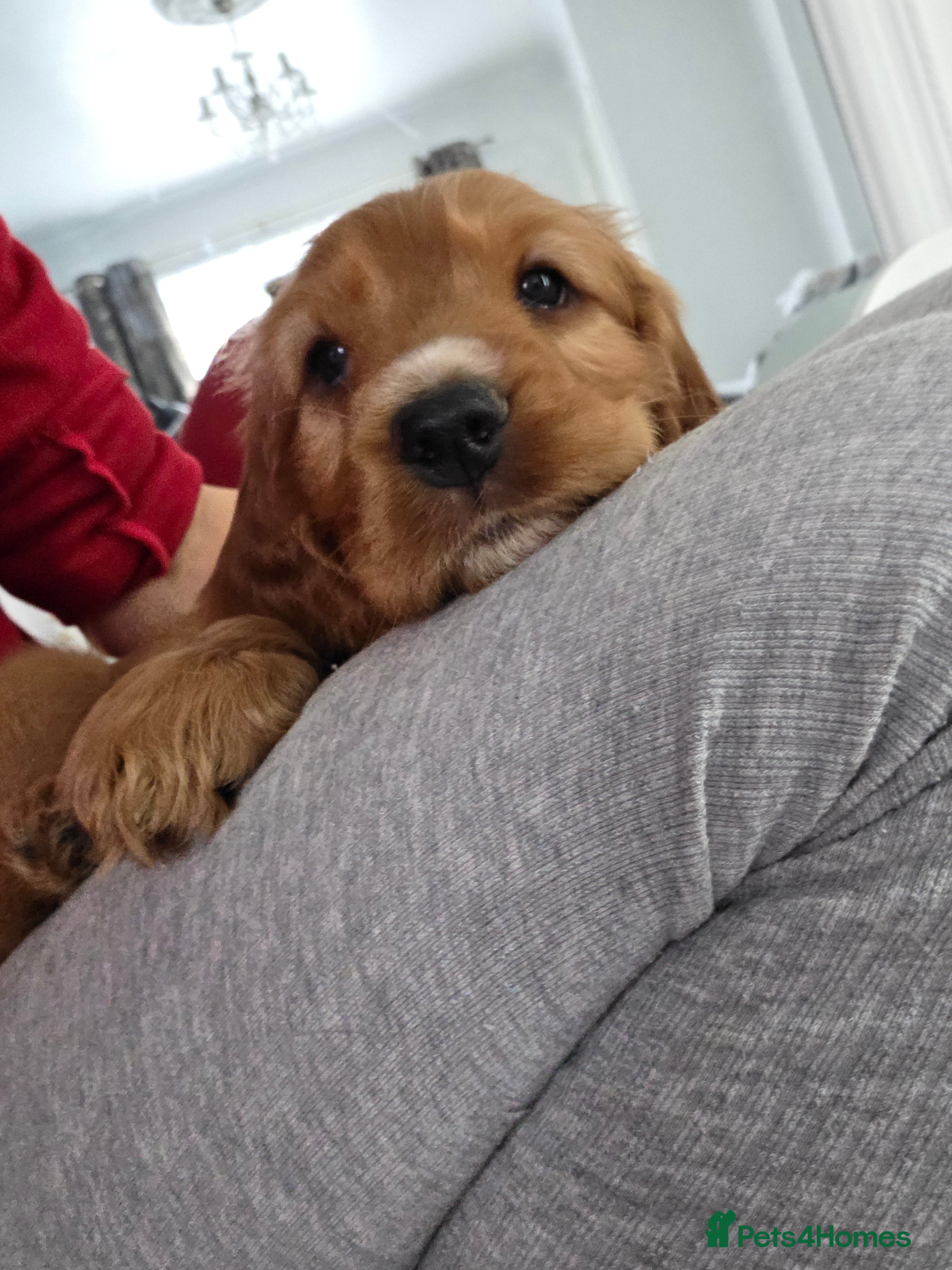 Cocker Spaniel dogs Cocker spaniel puppies - Advert 9