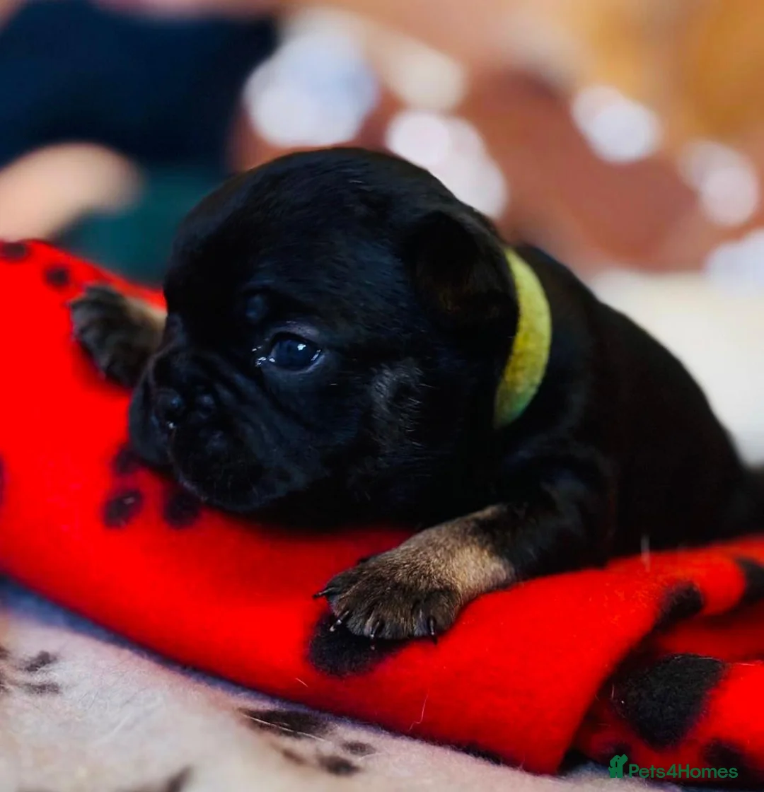 French Bulldog dogs for sale: 🐾 Adorable French Bulldog Puppies 🐾 - Advert 15