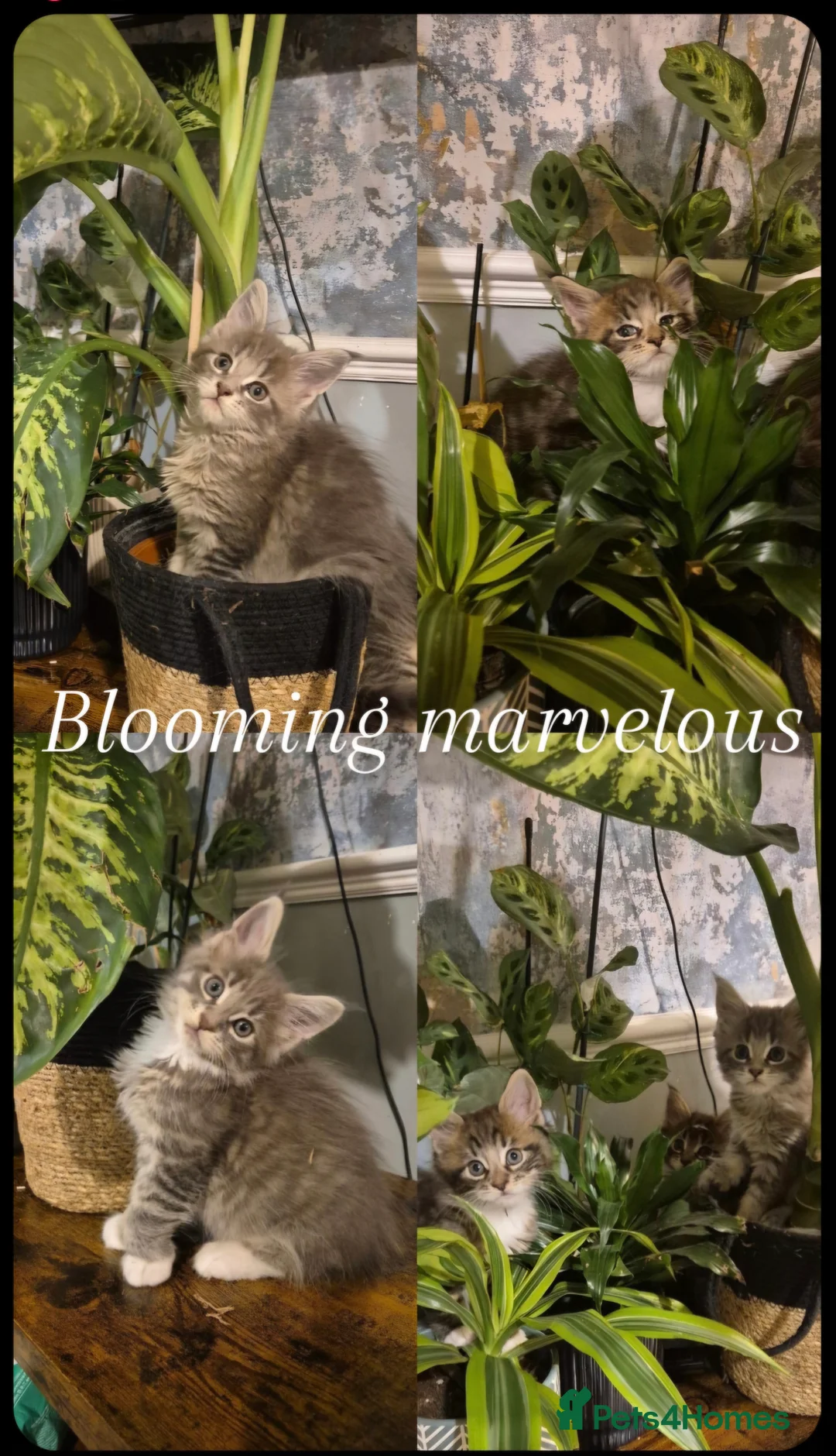 Maine Coon cats for sale: GCCF registered Pedigree Maine Coon Kittens - Advert 2