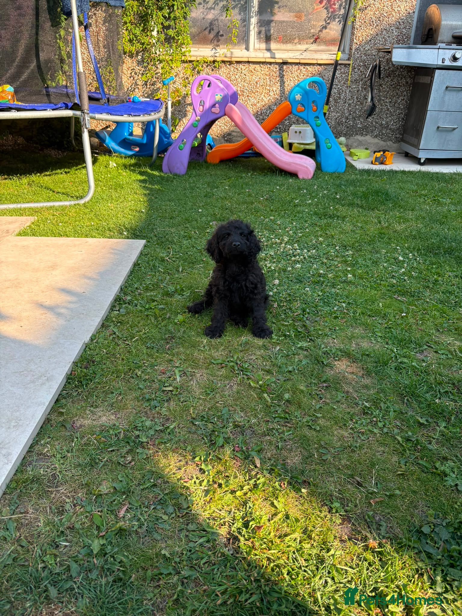 Cockapoo dogs Cockapoo puppies for sale 2 left  - Advert 2