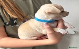 Pomchi dogs for sale: Beautiful Pomchi puppies  - Image 19