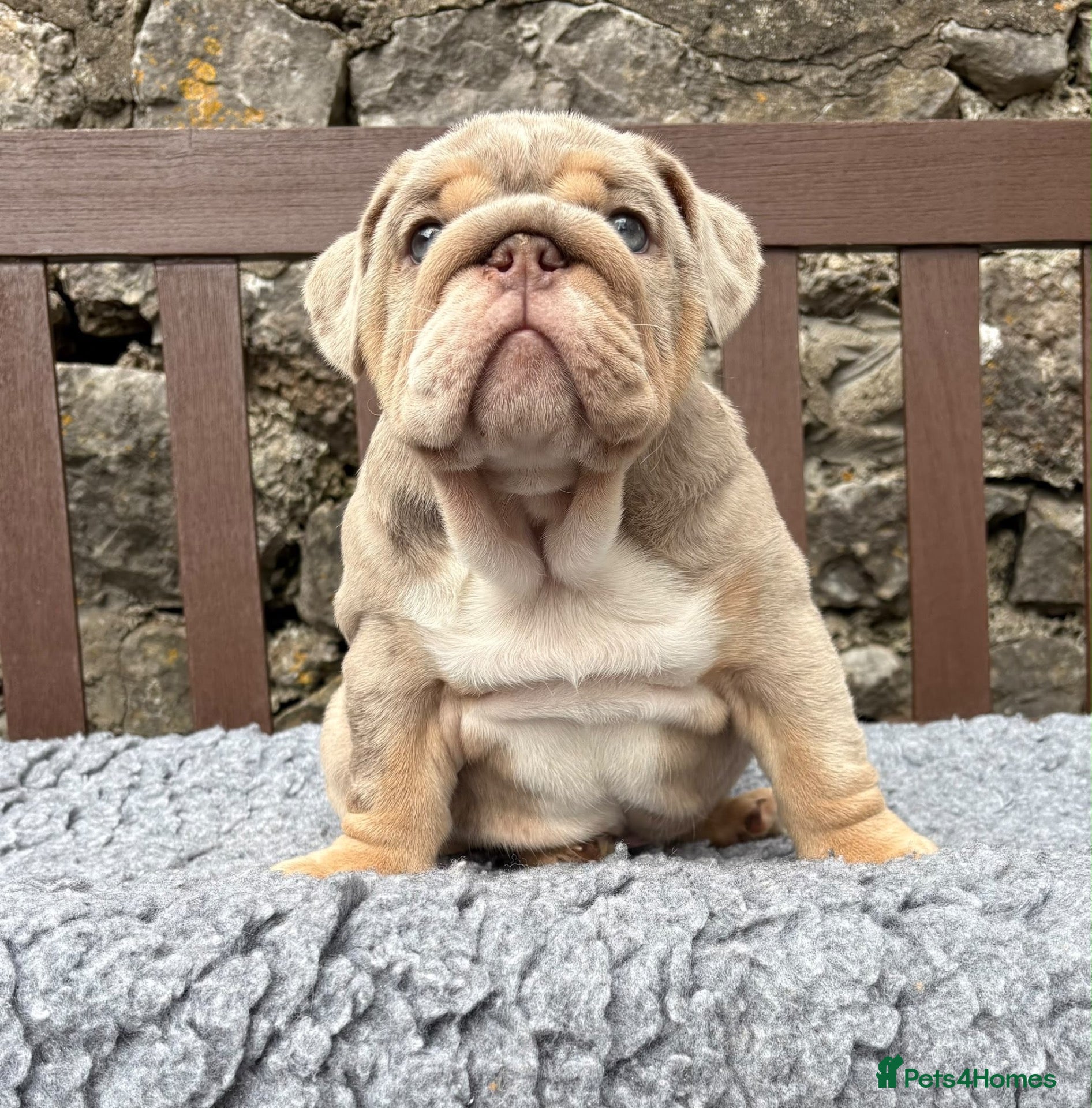 English Bulldog dogs Last boy 💙 English bulldog puppies - Advert 14