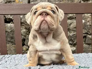 English Bulldog dogs Last boy 💙 English bulldog puppies - Advert 14
