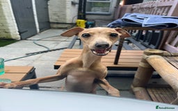 Italian Greyhound dogs for stud: Tiny stud with larger than life personality - Image 8