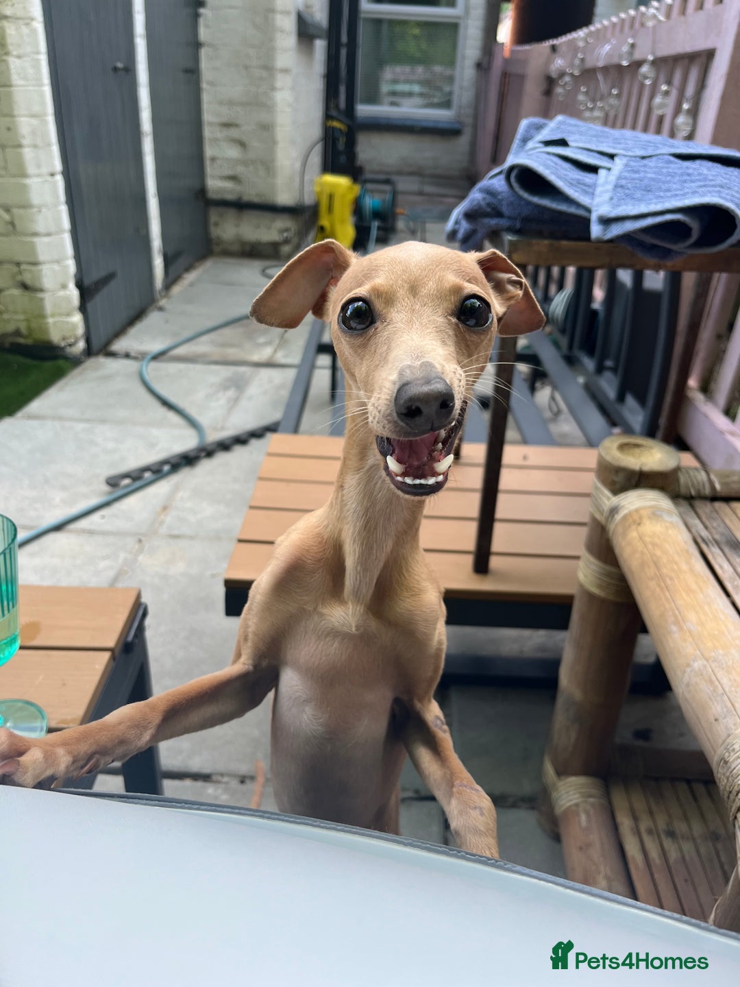 Italian Greyhound dogs for stud: Tiny stud with larger than life personality - Image 8