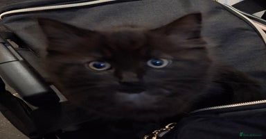 Ragdoll cats - Advert 5