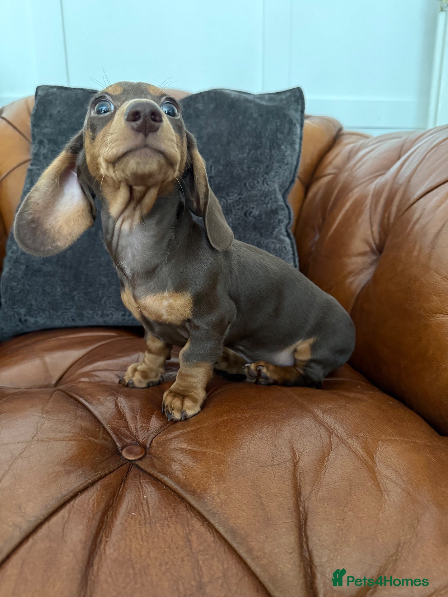 Miniature Dachshund dogs Miniature Dachshund 5 ⭐ License 5 ⭐ reviews - Advert 2