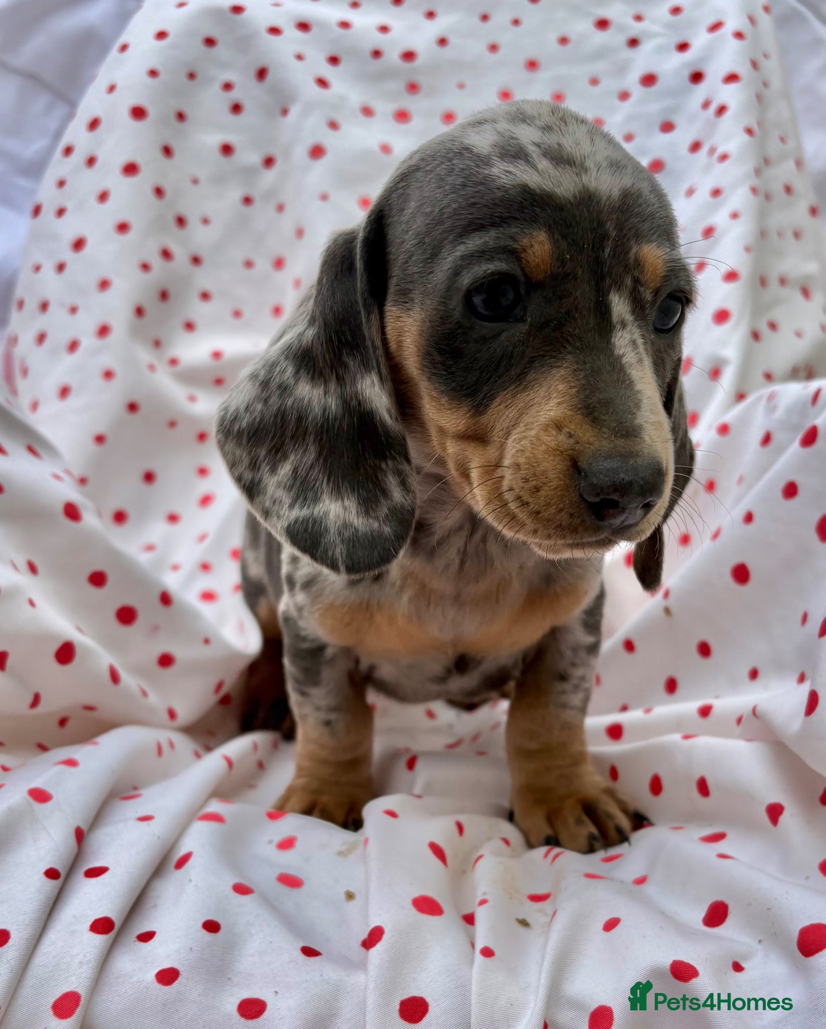 Miniature Dachshund dogs Miniature dachshund boys - Advert 3