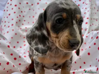 Miniature Dachshund dogs Miniature dachshund boys - Advert 3