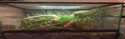 Gecko reptiles for sale: Adult Crested Gecko + Vivarium in London - Advert 1