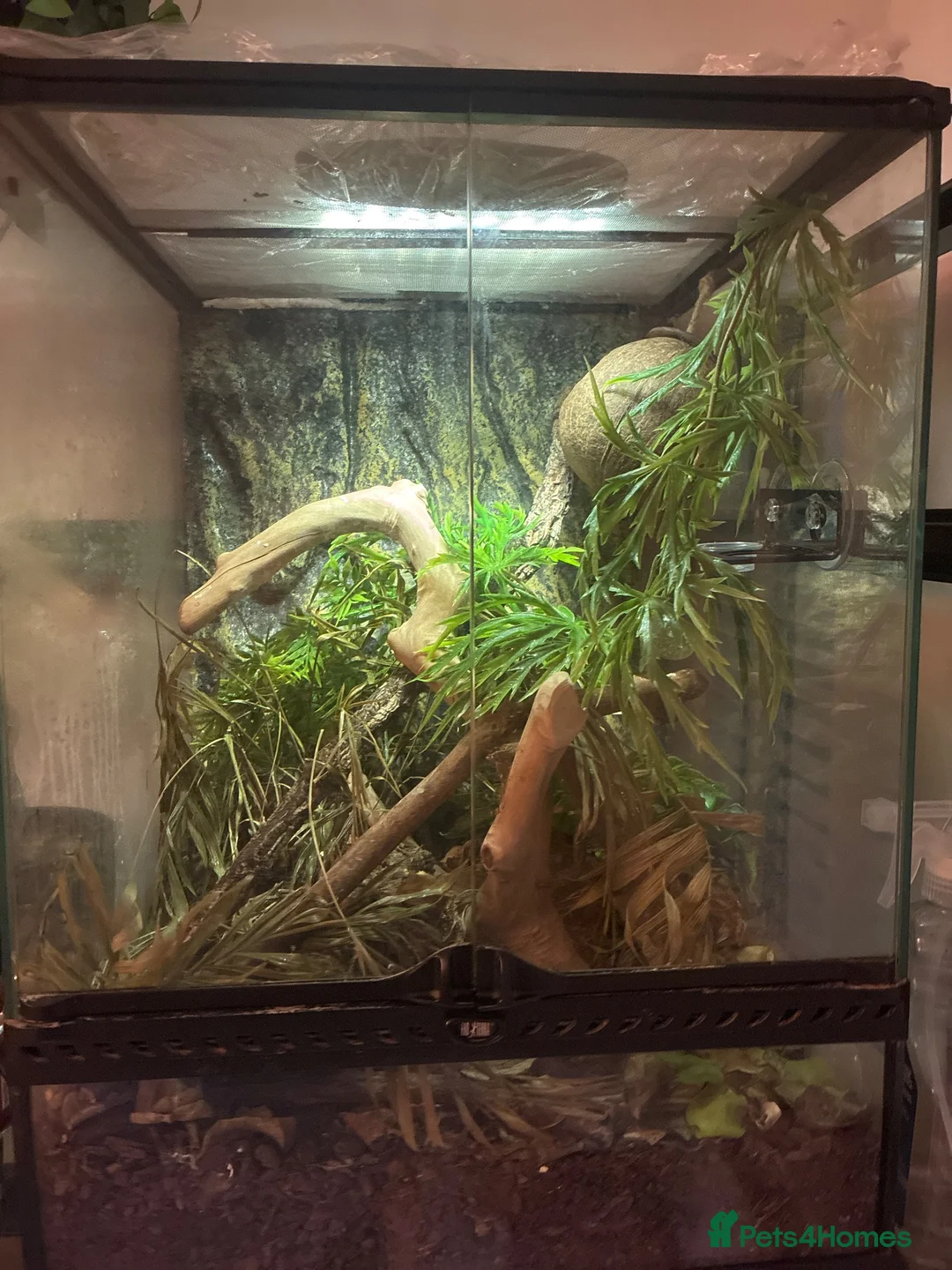 Gecko reptiles for sale: Adult Crested Gecko + Vivarium in London - Advert 1