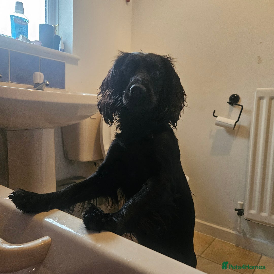 Cocker Spaniel dogs for sale: Cocker spaniel Puppies Males and females - Image 6
