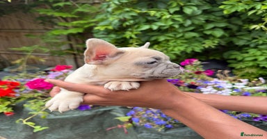 French Bulldog dogs - Advert 9