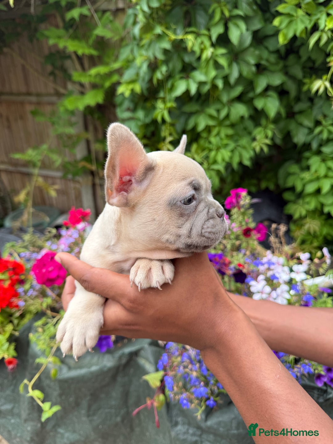 French Bulldog dogs for sale: French bulldog puppies ready now. - Image 3
