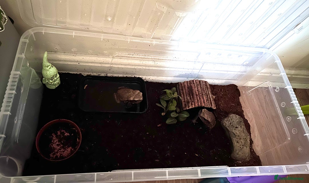 Toad reptiles for sale: possible male and female smooth sided toads - Image 3