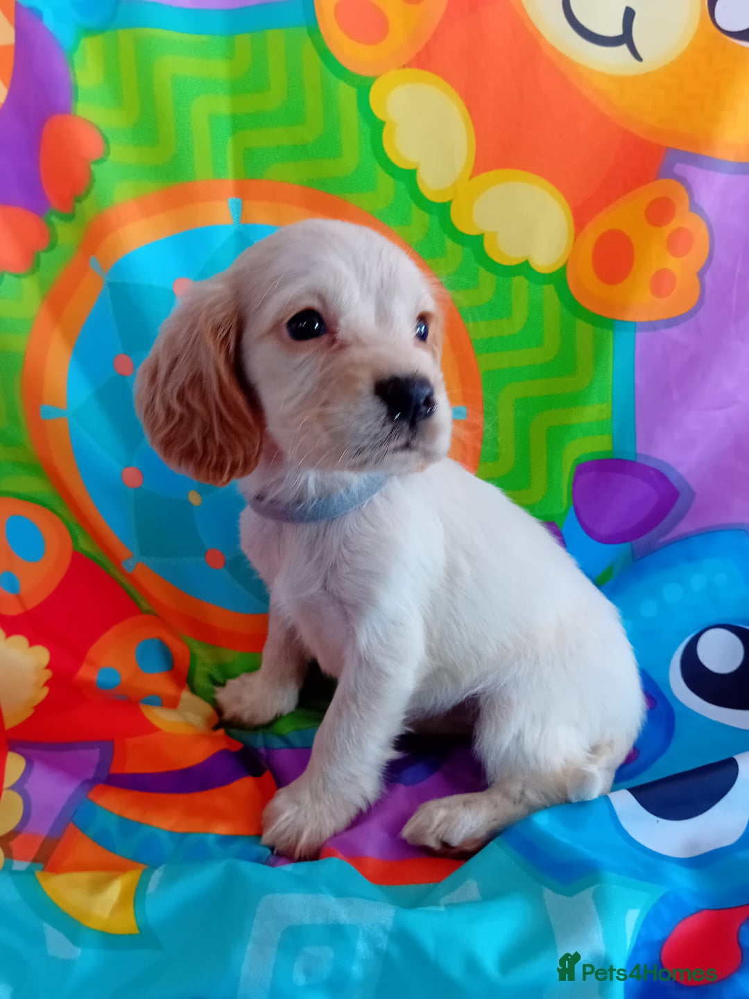 Cocker Spaniel dogs for sale: ❤️ Ready Now ❤️ Beautiful Cocker Spaniel Puppies - Image 4