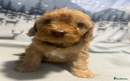 Cockapoo dogs for sale: Cockapoo puppies Rainbow litter  - Advert 4