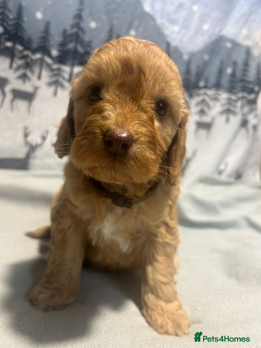 Cockapoo dogs for sale: Cockapoo puppies Rainbow litter  - Advert 4