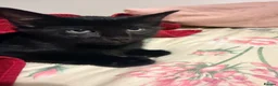 Aegean cats for sale: Adorable black kitten - Advert 8