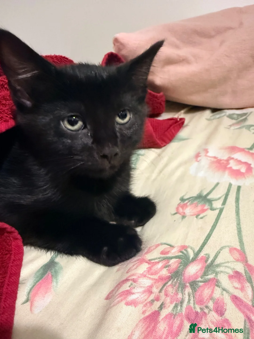 Aegean cats for sale: Adorable black kitten - Advert 8