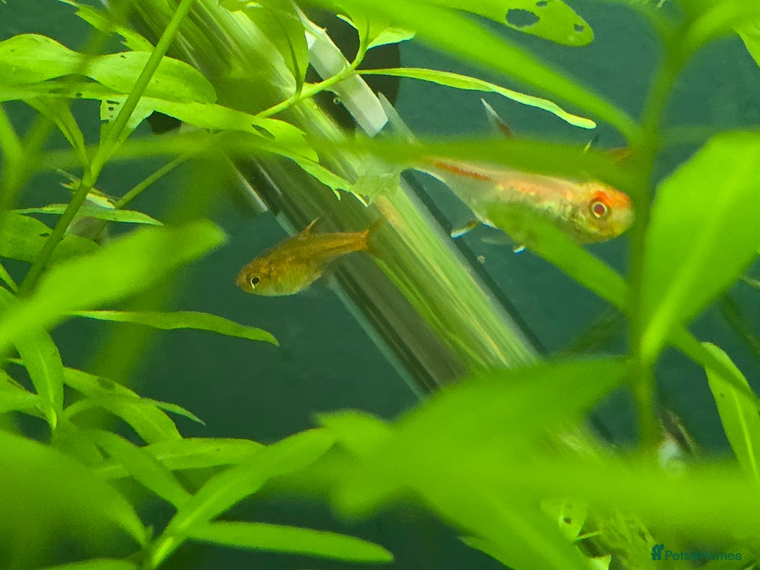 Plecos fish for sale: Golden Nugget Plec and other small fish - Advert 3