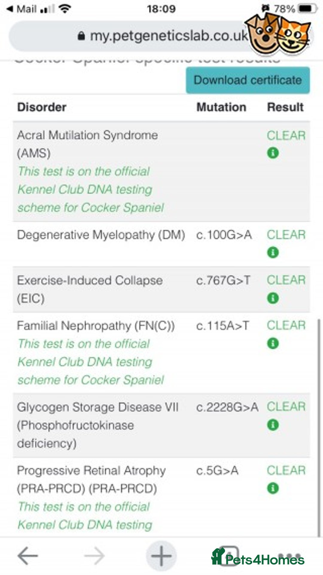 Cocker Spaniel dogs for stud: STUD working cocker (PROVEN) HEALTH TESTED! in Sutton-in-Ashfield - Advert 2