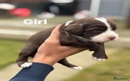 Cocker Spaniel dogs for sale: Cocker spaniel pups - Image 7