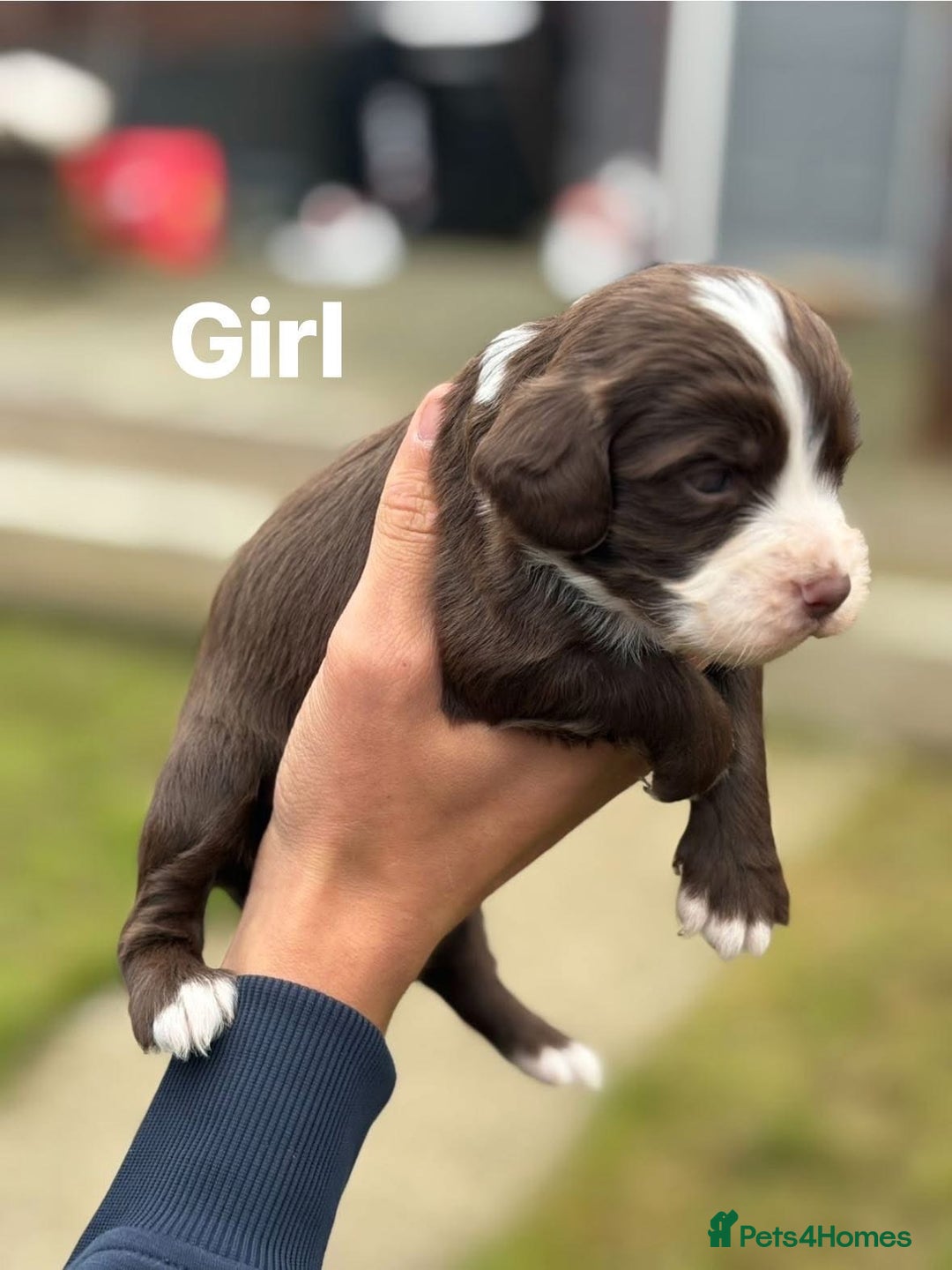 Cocker Spaniel dogs for sale: Cocker spaniel pups - Image 7