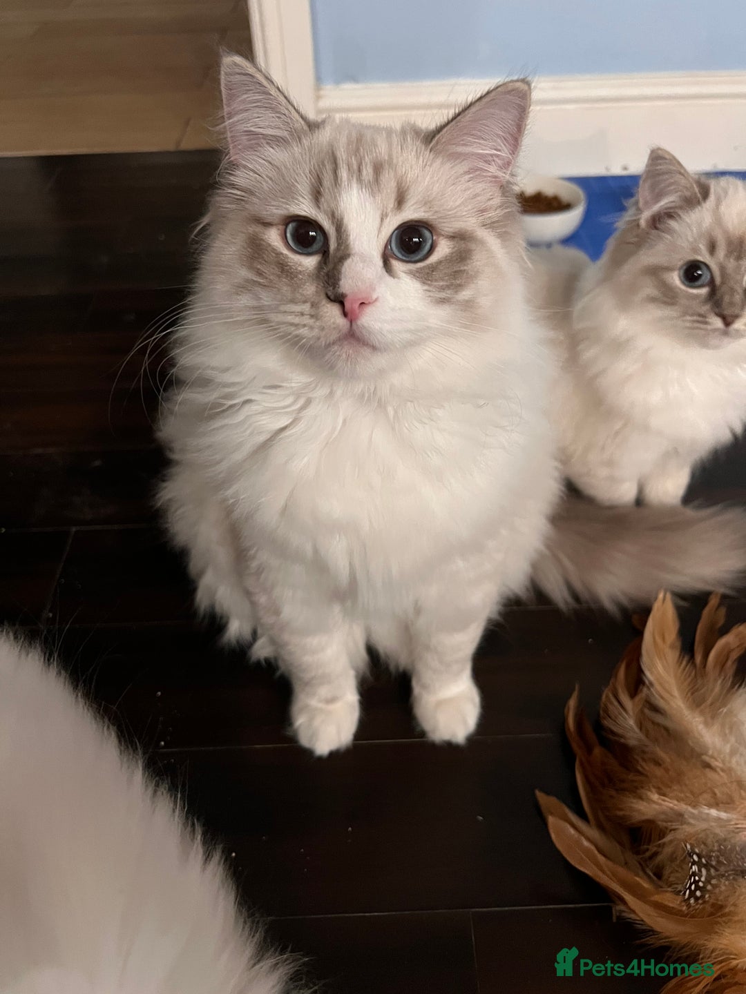 Ragdoll cats for sale: Pure breed ragdoll - Advert 3