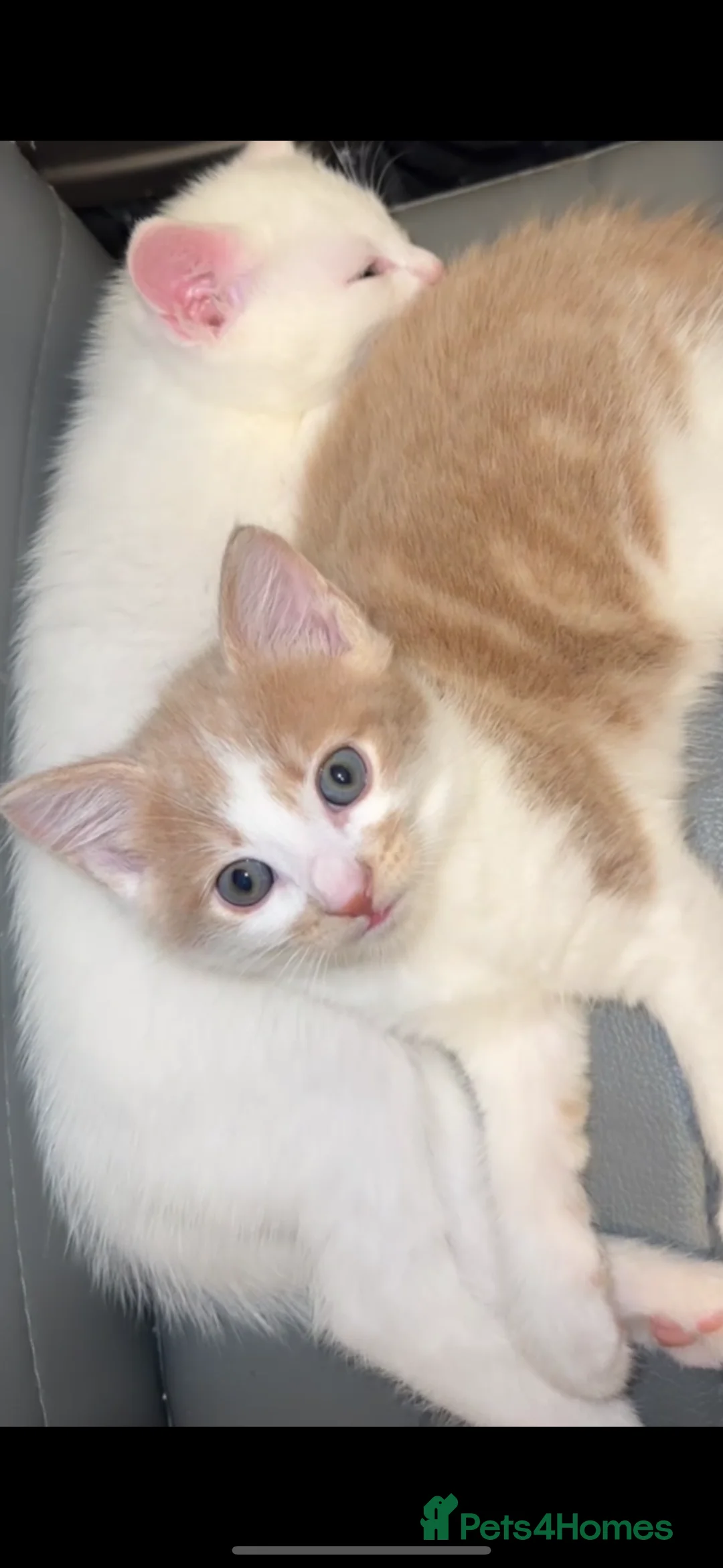 Turkish Angora cats for sale: Full white Female🐱 😍 - Advert 13