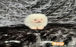 Pomeranian dogs for sale: Top Quality 🐼 Championship Lines - Image 3