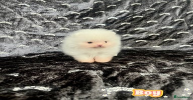 Pomeranian dogs - Advert 8