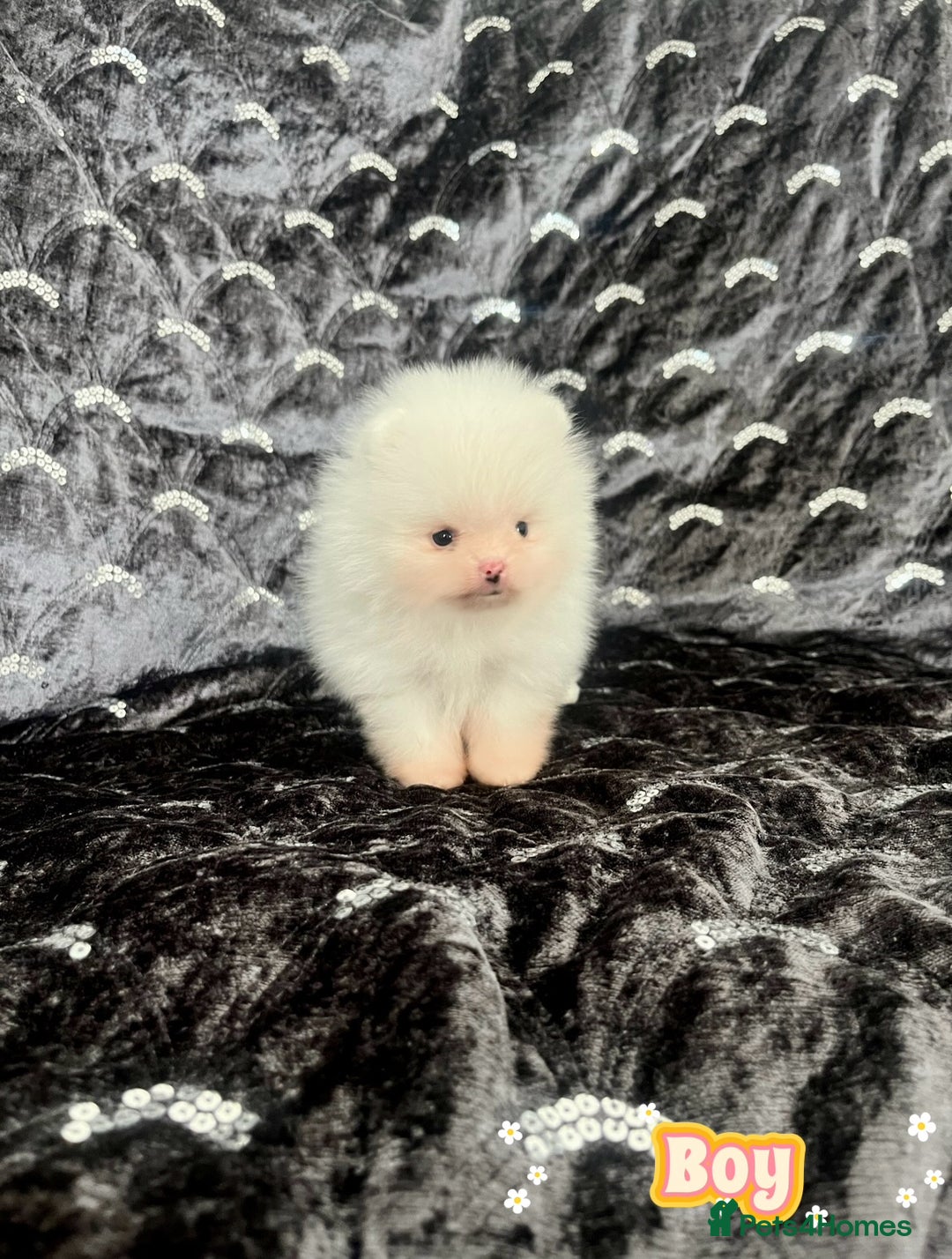 Pomeranian dogs for sale: Top Quality 🐼 Championship Lines - Image 3