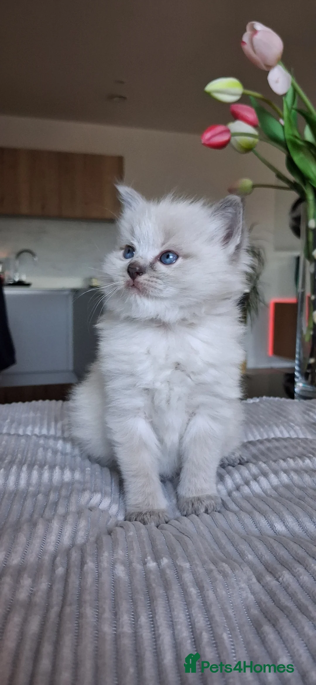 Ragdoll cats for sale: Ragdoll Cross Kittens in Bristol - Advert 7