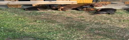 Miniature Dachshund dogs for sale: Ready now Miniature dachshund girls - Advert 3