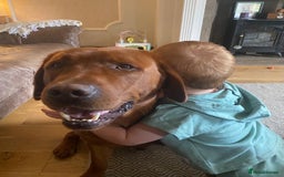 Labrador Retriever dogs for sale: Fox Red Labrador Pups For Sale - Image 10
