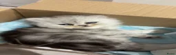 Persian cats for sale: Full pedigree silver shaded Persian kittens  - Advert 6