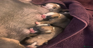 English Bulldog dogs - Advert 4